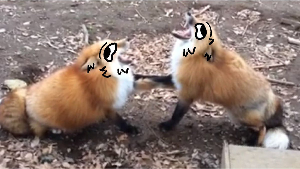 thecatidk's tweet photo. 2 interact foxes #fox #animal #art https://t.co/0mmOV3PgZ0
