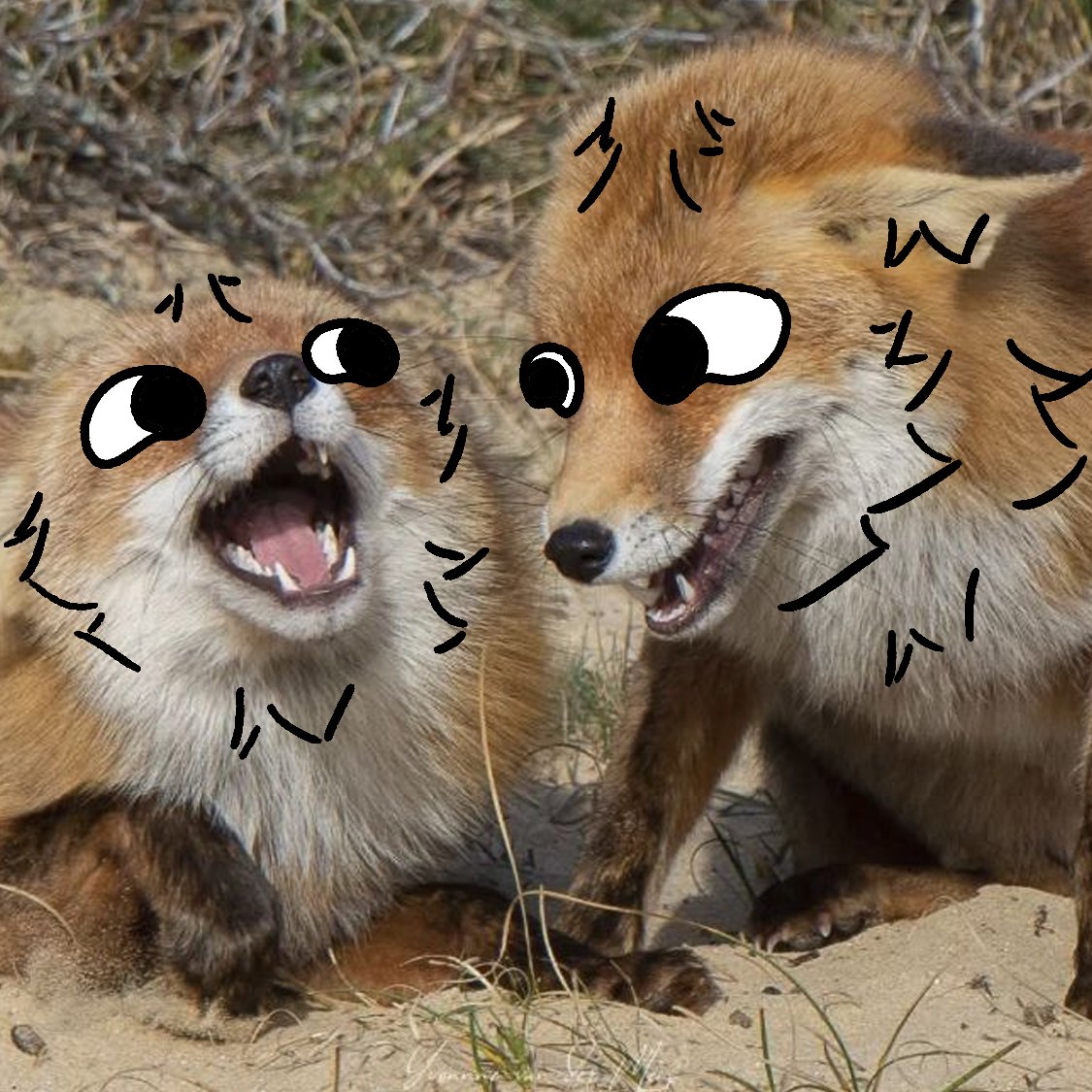 thecatidk's tweet photo. 2 interact foxes #fox #animal #art https://t.co/0mmOV3PgZ0