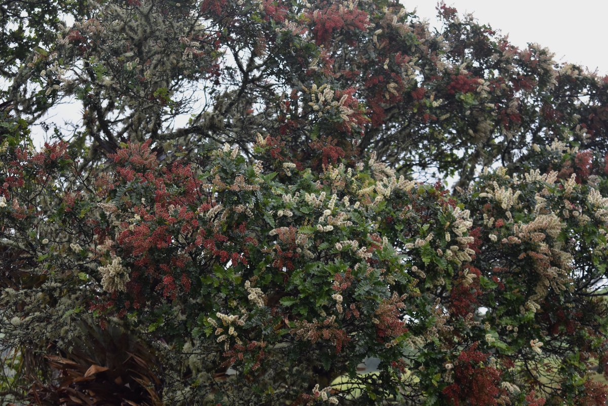 sinderrumbe's tweet photo. "Encenillo", Weinmannia tomentosa. Su nombre común viene del uso tradicional de su madera para encender el fuego. Siempre creí q era por sus renuevos de hojas rojas. Bello nativo friano. https://t.co/cOivQekcuD