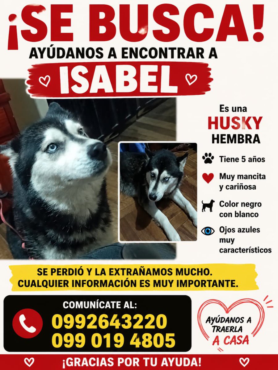 AlertaMePerdi's tweet photo. #PERDIDA #QUITO
Nombre: #Isabel
Fecha: 2026-07-01
Sector: Norte, Comité del pueblo KFC la principal frente a orve hogar, Joaquín Chiriboga y Juan de león
Sexo: Hembra
Raza: HUSKY
Observación: Tiene el osico más pequeño que un husky normal
Contacto: 0990194805
 #AlertaMePerdí https://t.co/C1YYfHDtf6