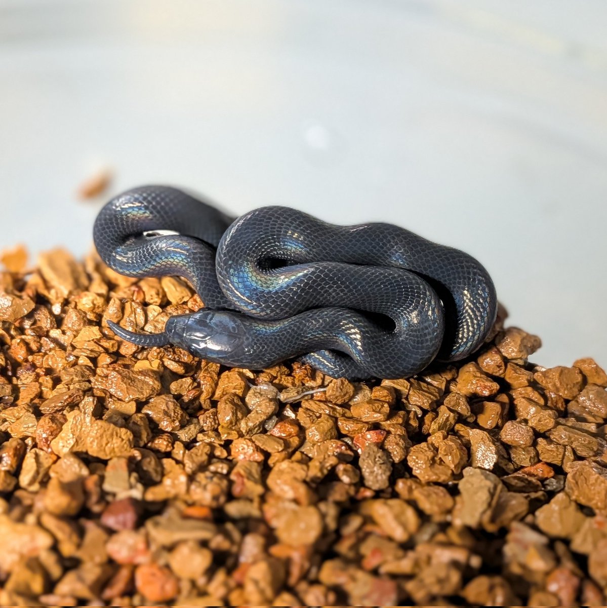 ScalyCrew's tweet photo. I can officially add house snakes to my list of species I've successfully bred!

#ScalyCrew #reptile #snake #housesnake #pets https://t.co/NpOgNKDPl6