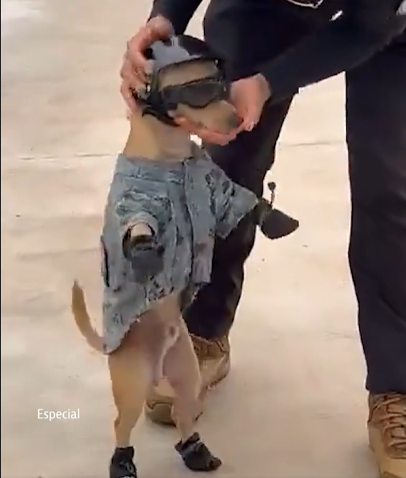 PetaIS0L's tweet photo. This story is so fucking good (1HR OLD)

This Chihuahua's elderly owners died so the army adopted him and made him the FIRST Chihuahua in the military

He legit walks on his hind legs too!! https://t.co/xXQzIoAFDD