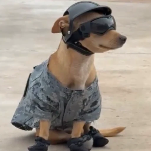 PetaIS0L's tweet photo. This story is so fucking good (1HR OLD)

This Chihuahua's elderly owners died so the army adopted him and made him the FIRST Chihuahua in the military

He legit walks on his hind legs too!! https://t.co/xXQzIoAFDD
