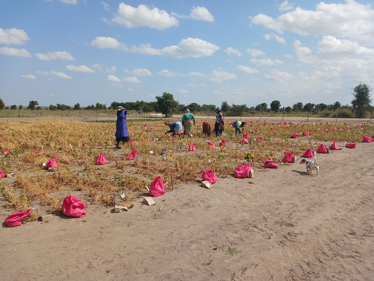 StuartBarden's tweet photo. Small plot dry bean trials being harvested https://t.co/5EEp9e4Q2p
