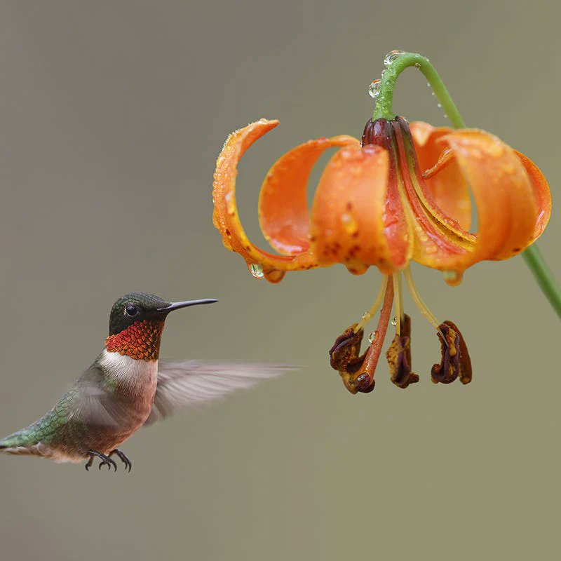 sarahlivingliv's tweet photo. Blink and you'll miss it. A hummingbird's visit lasts only seconds, but the joy it brings stays with you all day.
#Hummingbird #BirdLovers #BackyardBirding #GardenLife #NatureLovers https://t.co/PDcP8j9Hvd