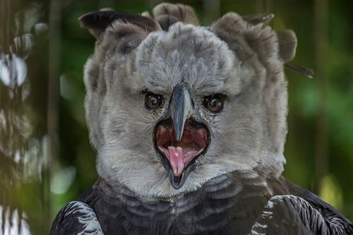 ErikaHanhardt's tweet photo. @AtlasOfWisdom Accipitridae https://t.co/FuvmjX3c74