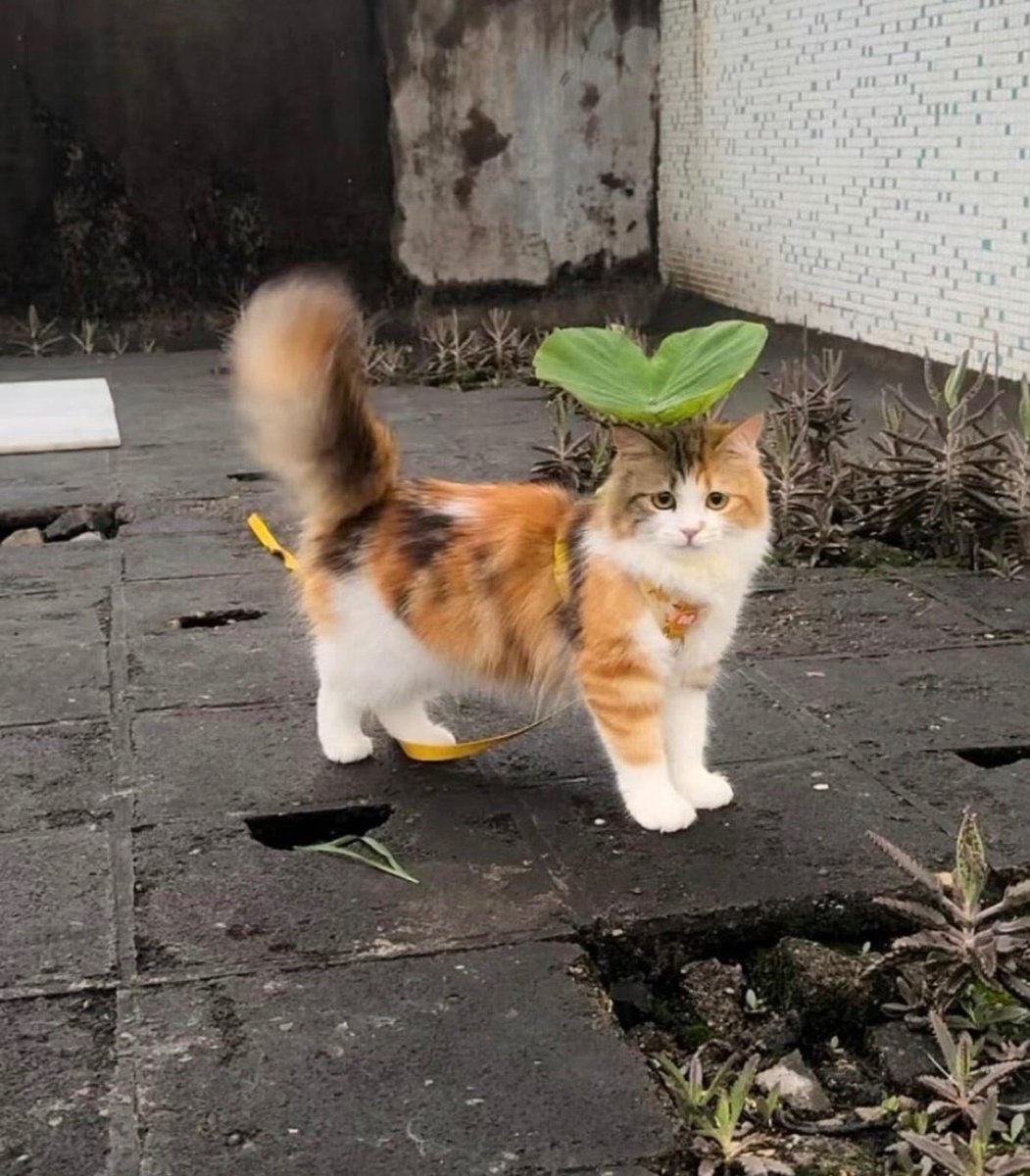 animal_kyawa_'s tweet photo. ジブリからオファーくるかな？ https://t.co/Fi1HDHjlGn