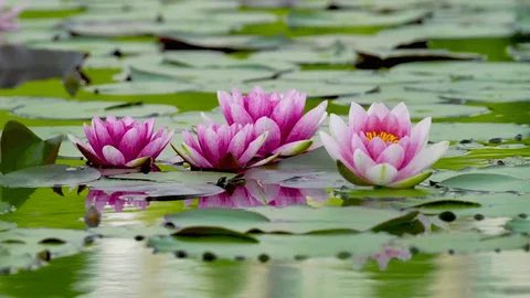 RamanaEssence's tweet photo. Brahman is all in all. He is action, knowledge, goodness Supreme. To know Him, hidden in the lotus of the heart, is to untie the knot of ignorance.

Mundaka Upanishad https://t.co/tz9qugEyt4