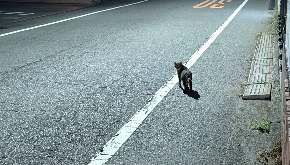 Makun_1925's tweet photo. 歩いてる猫にネコ語で「ニャーオ」って話しかけたら、立ち止まって振り返ってくれた

ネコ語通じたわ https://t.co/a6udN4Mh7w