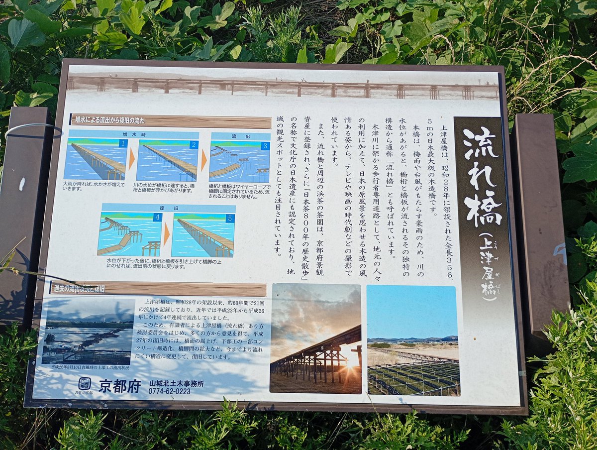 unpairo's tweet photo. 帰りついでに木津川沿いの堤防を少し歩いた。眼下に「浜茶」ブランドの茶園が広がり、なかなか眺めがよい。

途中、長い木橋で対岸に渡った。川が増水すると橋板と橋桁が外れる「流れ橋」という構造。各パーツはケーブルでつながれているため、その後��収して修復可能なんだとか。

#木津川 https://t.co/Os2WiQVMLc