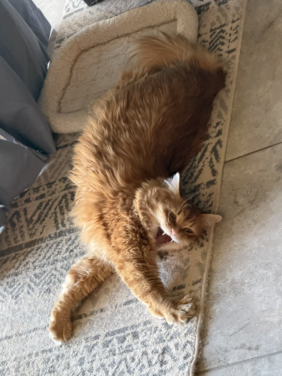 AJamesMcCarthy's tweet photo. Gregory is confused on how to properly lay in his bed https://t.co/libXS4ogs0