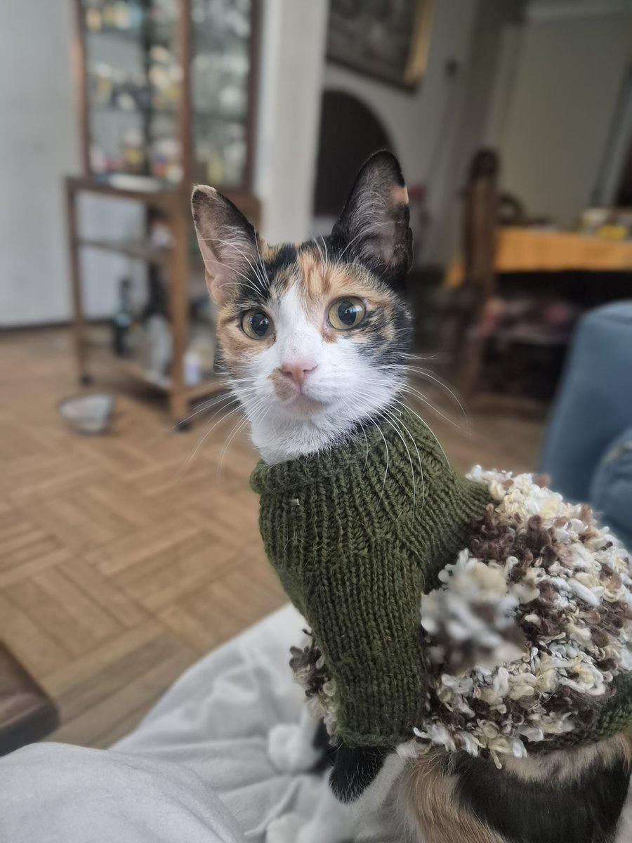 R3clamonQL's tweet photo. que se ve linda con chalequito (pa que no se lave la zona operada) 

#mishi #CatsLover https://t.co/nADxtCaU7H