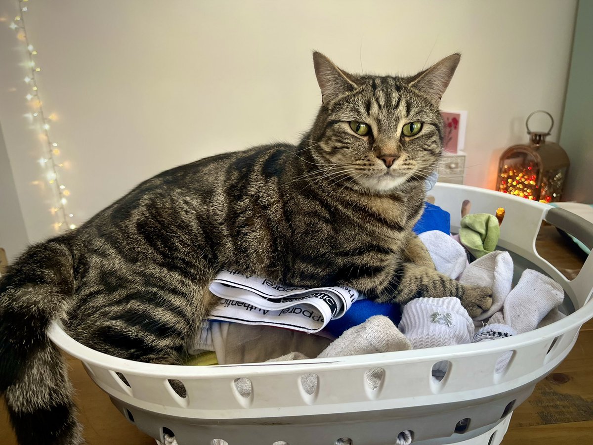 Malcolm_theCat's tweet photo. Friends! Percy is going to get in trouble for this! I’ve warned him, but he didn’t listen. He said something about the clean washing smelling so good when it comes off the washing line. Oh dear! https://t.co/jmIwrSzn01