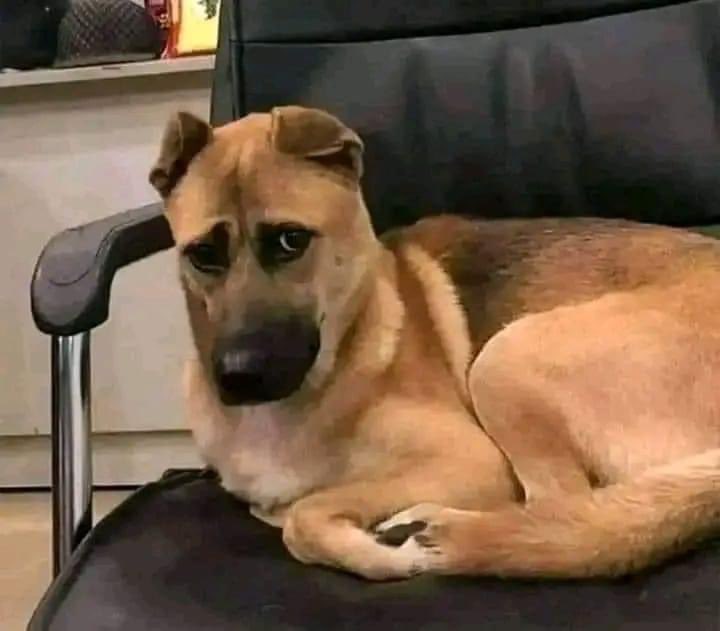 شريف مقلد tweet media