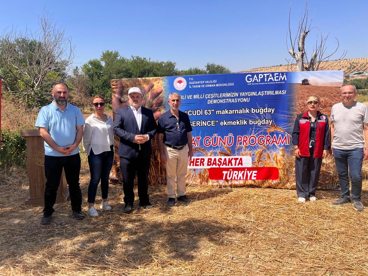gaptaem's tweet photo. GAPTAEM’den Gaziantep’te Buğday Hasat Günü 🌾

02 Temmuz 2026’da Oğuzeli/Yakacık’ta, Enstitümüzce geliştirilen Cudi-63 ve Serince ekmeklik buğday çeşitleri üreticilerle buluşturuldu. Çeşitlerin verim, adaptasyon ve kalite özellikleri sahada değerlendirildi. https://t.co/7c68kOPQj0