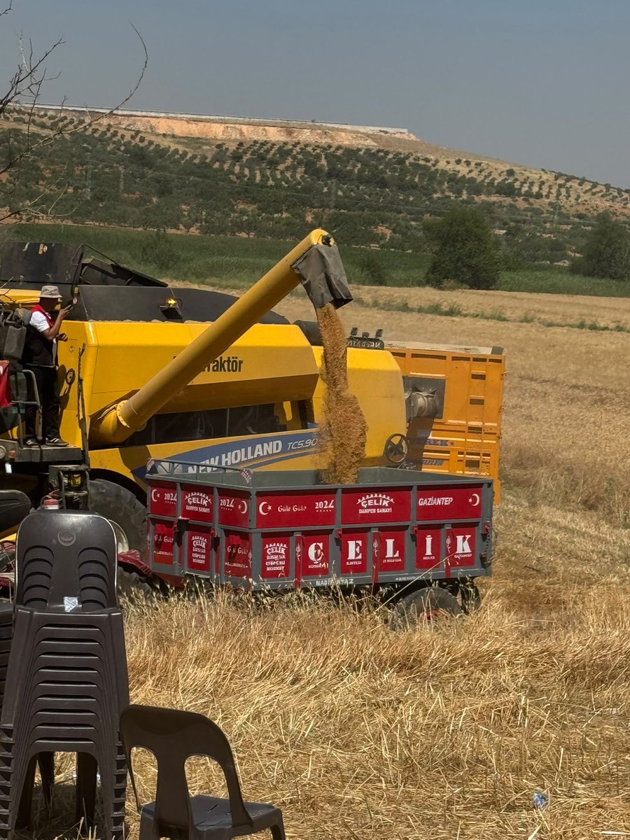 gaptaem's tweet photo. GAPTAEM’den Gaziantep’te Buğday Hasat Günü 🌾

02 Temmuz 2026’da Oğuzeli/Yakacık’ta, Enstitümüzce geliştirilen Cudi-63 ve Serince ekmeklik buğday çeşitleri üreticilerle buluşturuldu. Çeşitlerin verim, adaptasyon ve kalite özellikleri sahada değerlendirildi. https://t.co/7c68kOPQj0
