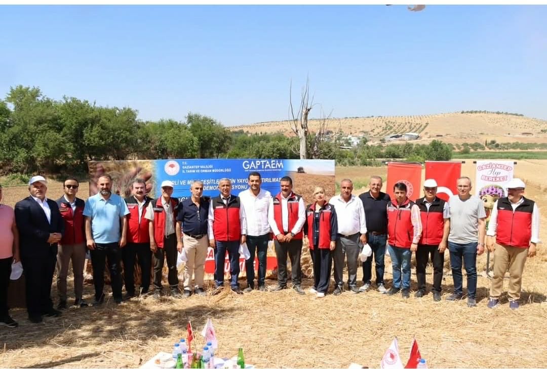 gaptaem's tweet photo. GAPTAEM’den Gaziantep’te Buğday Hasat Günü 🌾

02 Temmuz 2026’da Oğuzeli/Yakacık’ta, Enstitümüzce geliştirilen Cudi-63 ve Serince ekmeklik buğday çeşitleri üreticilerle buluşturuldu. Çeşitlerin verim, adaptasyon ve kalite özellikleri sahada değerlendirildi. https://t.co/7c68kOPQj0