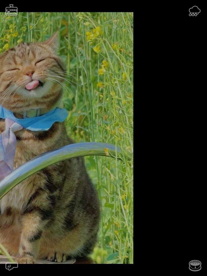 bewith_7's tweet photo. The four cats jumped onto the windowsill, watching the rainbow with wide eyes and flicking tails. Their joyful meows expressed their happiness that the storm had passed. 👨Musical children's toy https://t.co/rKpomCEwzT