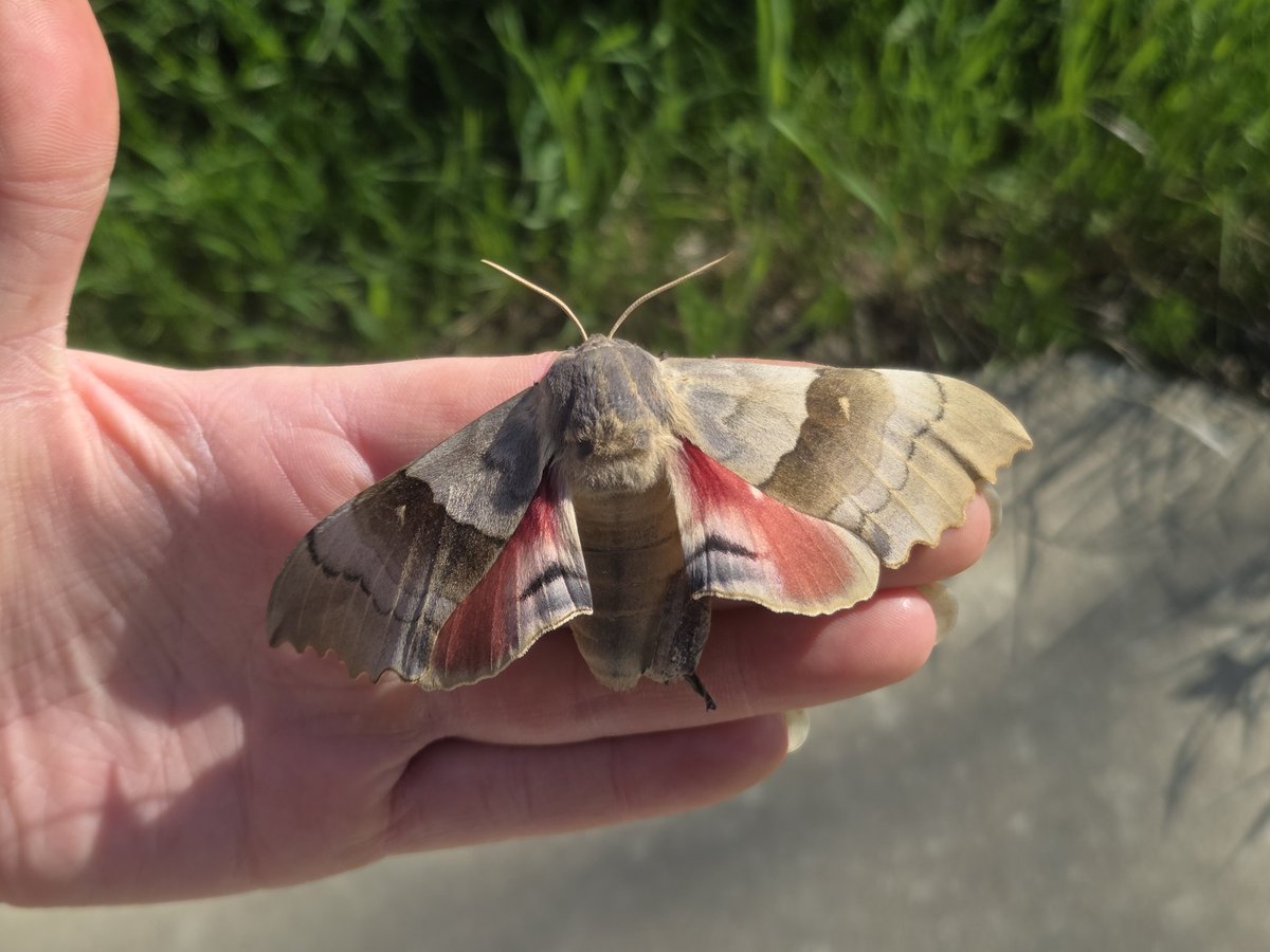 Irishfreak27's tweet photo. OMG what a cool find this morning 🤩

I havent seen a big moth in YEARS !! 

I used to catch them as a kid they were double in size

Do you like moths ? 

post a picture if you have one, I'd love to see more  :) https://t.co/ykWF5gFuQn