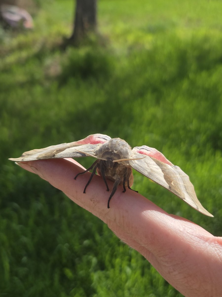 Irishfreak27's tweet photo. OMG what a cool find this morning 🤩

I havent seen a big moth in YEARS !! 

I used to catch them as a kid they were double in size

Do you like moths ? 

post a picture if you have one, I'd love to see more  :) https://t.co/ykWF5gFuQn