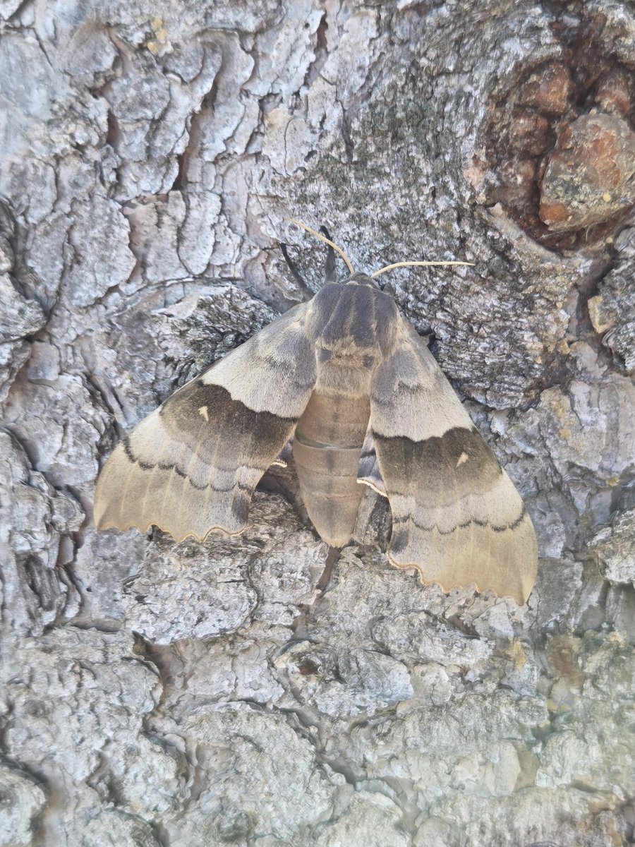 Irishfreak27's tweet photo. OMG what a cool find this morning 🤩

I havent seen a big moth in YEARS !! 

I used to catch them as a kid they were double in size

Do you like moths ? 

post a picture if you have one, I'd love to see more  :) https://t.co/ykWF5gFuQn