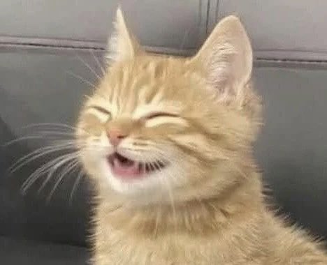bluumerry's tweet photo. meow 1😸😸% https://t.co/AuEaN1UGCe