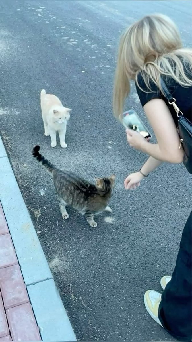 arminarll_'s tweet photo. The movie ended and leaving the building, this is the first thing we see. Dare I say there's nothing she loves more than cats- https://t.co/Puft8o689w