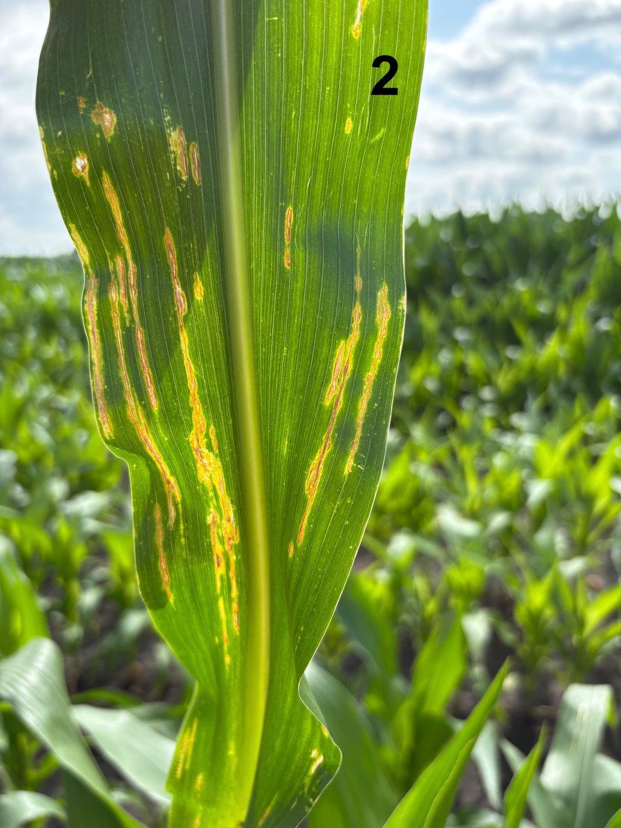 nciacrops's tweet photo. It takes me a bit to calibrate. When I 1st found the leaf in photo 1, thought it was Gray Leaf Spot, but then I held it up to light and saw the yellow halo photo 2. Was sure it was Bacterial Leaf Streak, which isn't managed w/ fungicide. Thanks @alisonrISU for confirmation. https://t.co/IzMzzfgjru