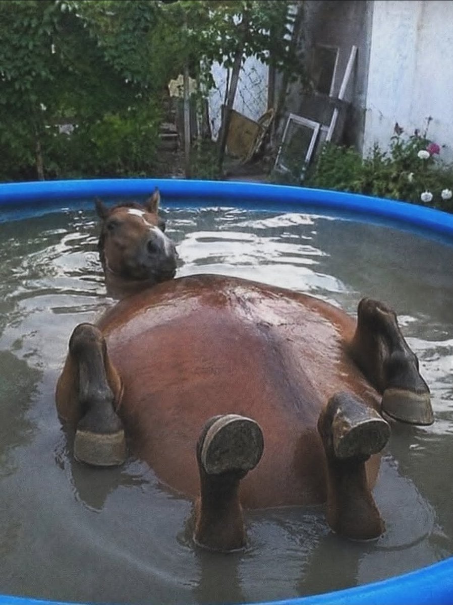 horsetwting's tweet photo. RUB MY BELLAYYYY https://t.co/GzIj5wcCpw
