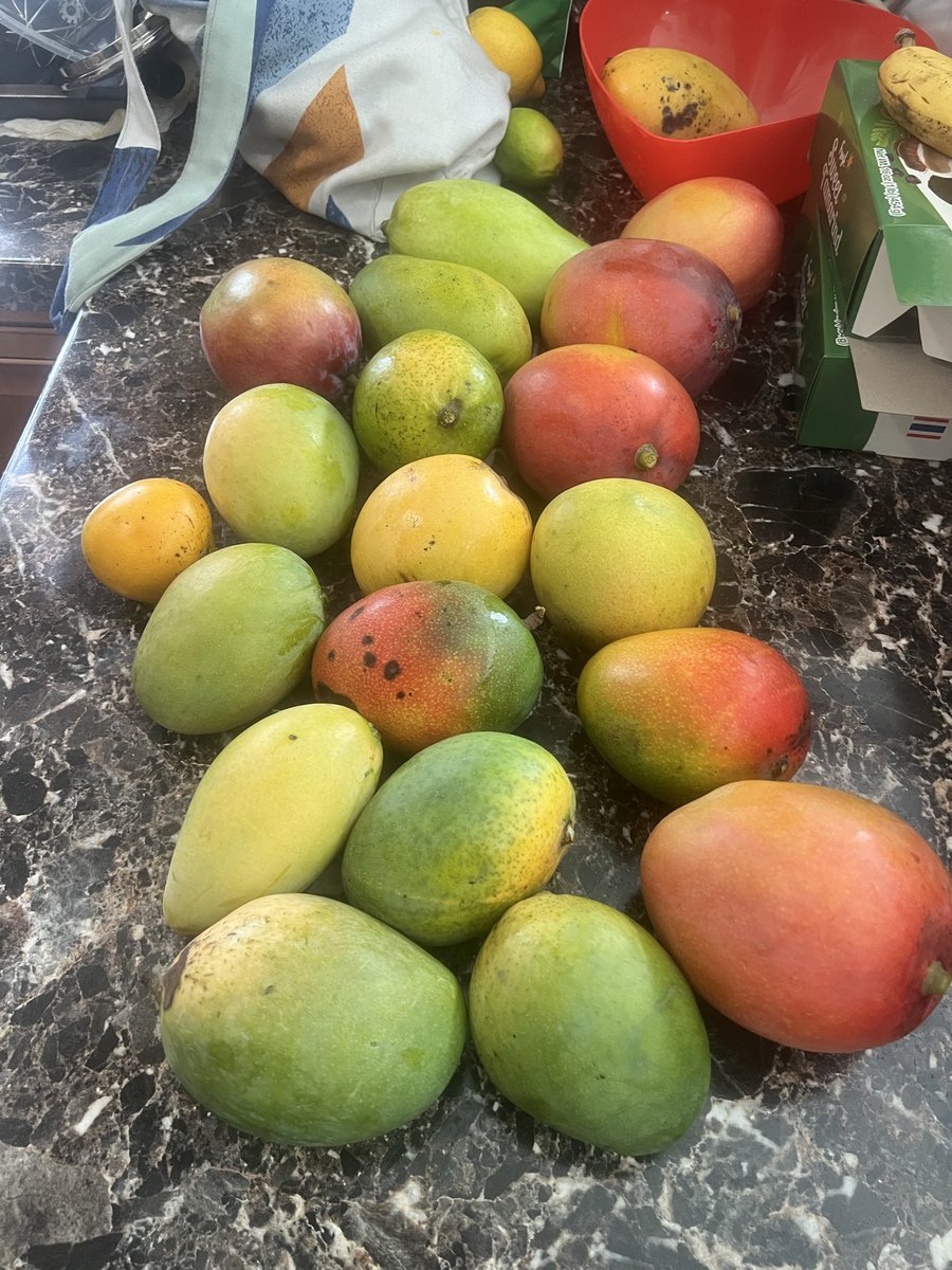 Saraviav_'s tweet photo. Taking drug bust pics of my neighborhood mango hunt cause we not paying 3/$5 during mango season https://t.co/5QTLd32Ves