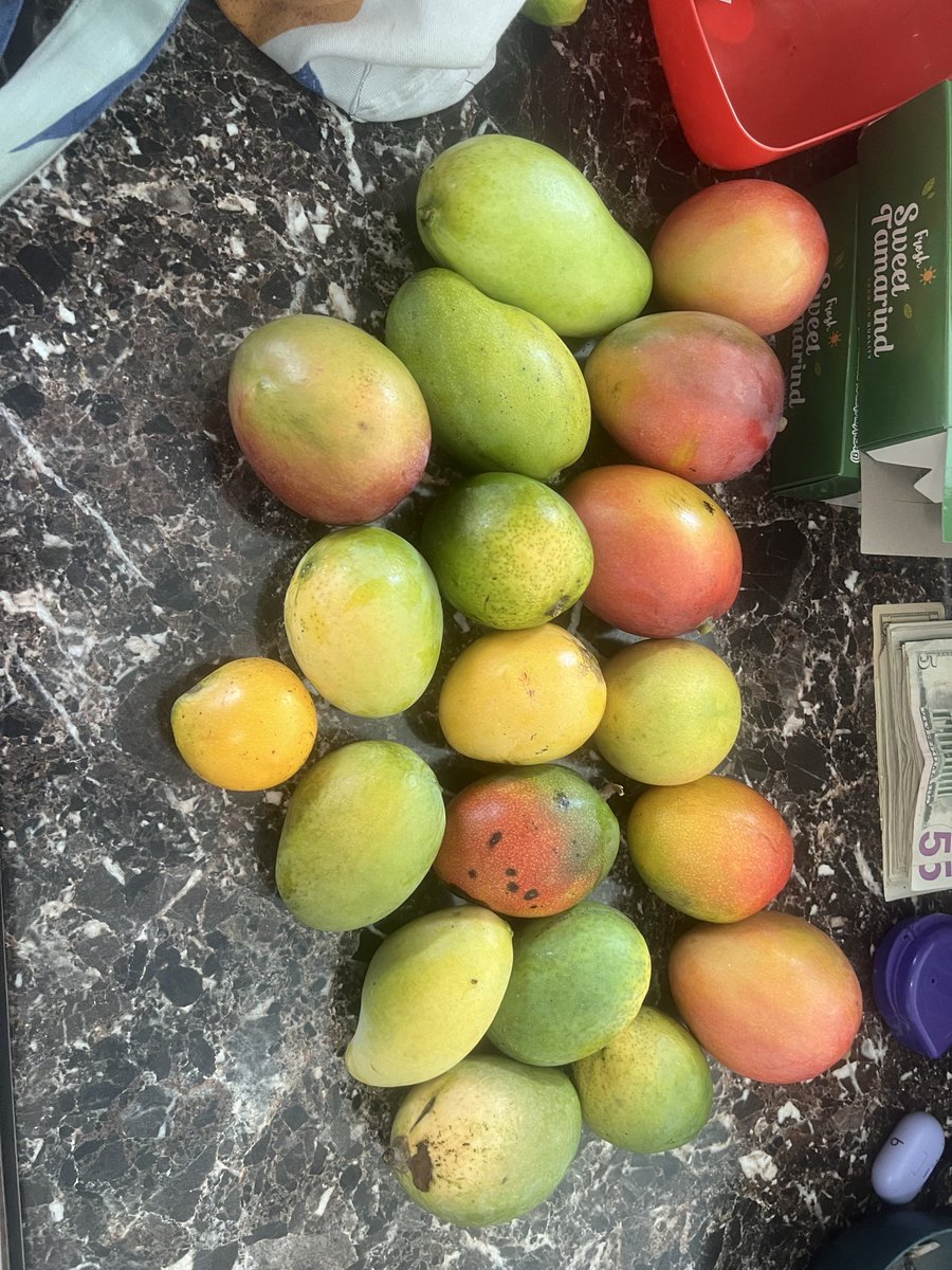 Saraviav_'s tweet photo. Taking drug bust pics of my neighborhood mango hunt cause we not paying 3/$5 during mango season https://t.co/5QTLd32Ves