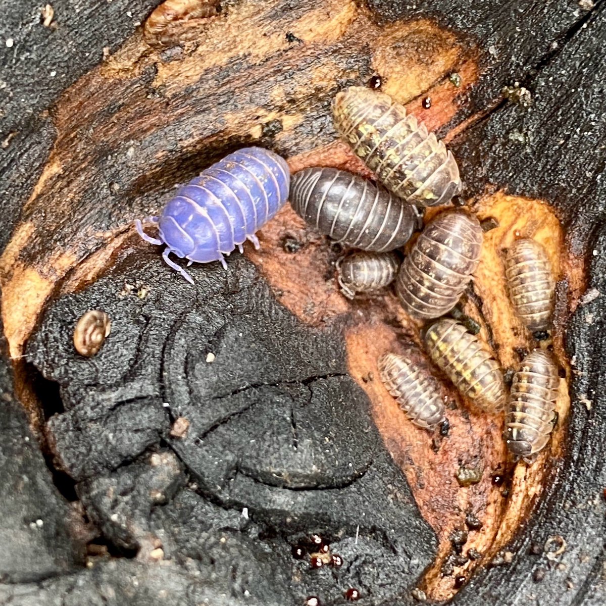 bugoclock's tweet photo. just found out there’s a virus that makes bugs iridescent.. disease that makes you beautiful then kills you https://t.co/6gmOFkCQaX