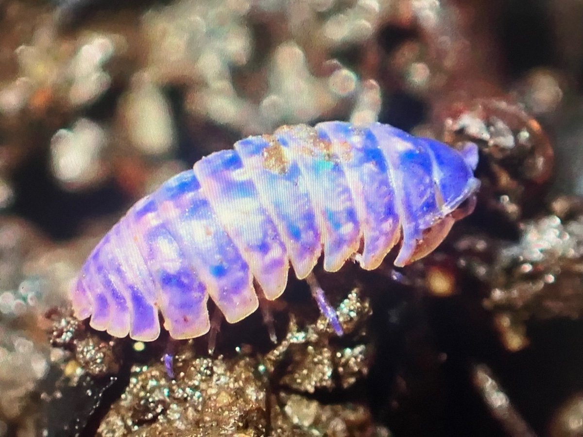 bugoclock's tweet photo. just found out there’s a virus that makes bugs iridescent.. disease that makes you beautiful then kills you https://t.co/6gmOFkCQaX