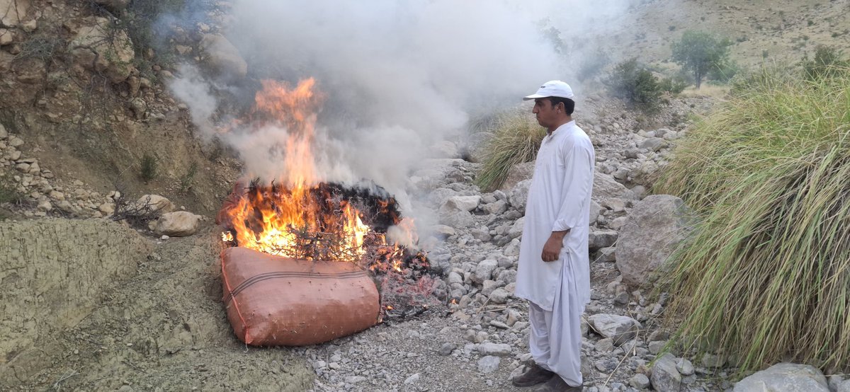 Justtust's tweet photo. In a joint operation, the District Administration, Forest Department and Police seized 29 bags of Ephedra  from the Spin Ghar mountain area of Sharan Rod Jogezai. Due to difficult terrain, part of the seized stock was destroyed on-site. FIR registered; investigation is underway. https://t.co/hyk3rYHxtV