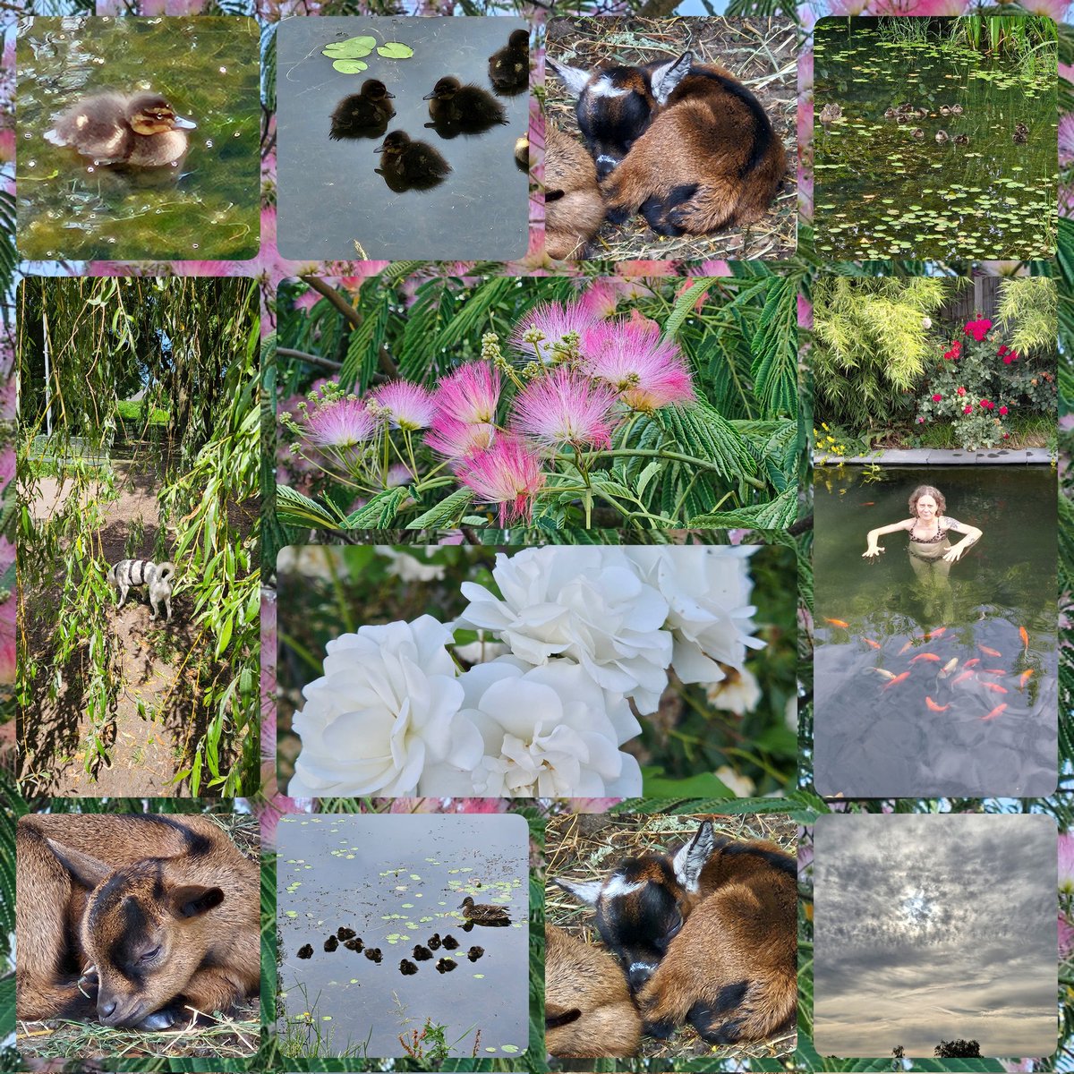 AnitaPeeters's tweet photo. Ik haal heel veel #energie uit de #natuur uit #floraenfauna #buitenleven #buitenzijn #water #positiviteit #vitamientjesvoorjeziel en geloof me deze week was #Magisch zo Genoten van alle leven om me heen #dankbaar voor zoveel #schoonheid #Namasté #Satnam 🙏🍀🌸🐾💝 https://t.co/3AZ8vDzHms