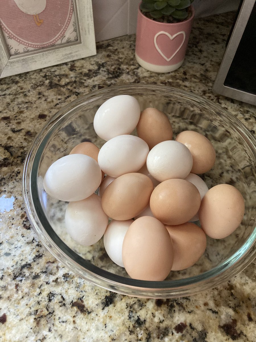 daintymoo's tweet photo. we met our neighbors today for the first time and they spoiled us with a ton of fresh eggs! https://t.co/P6Mm1jJKjb