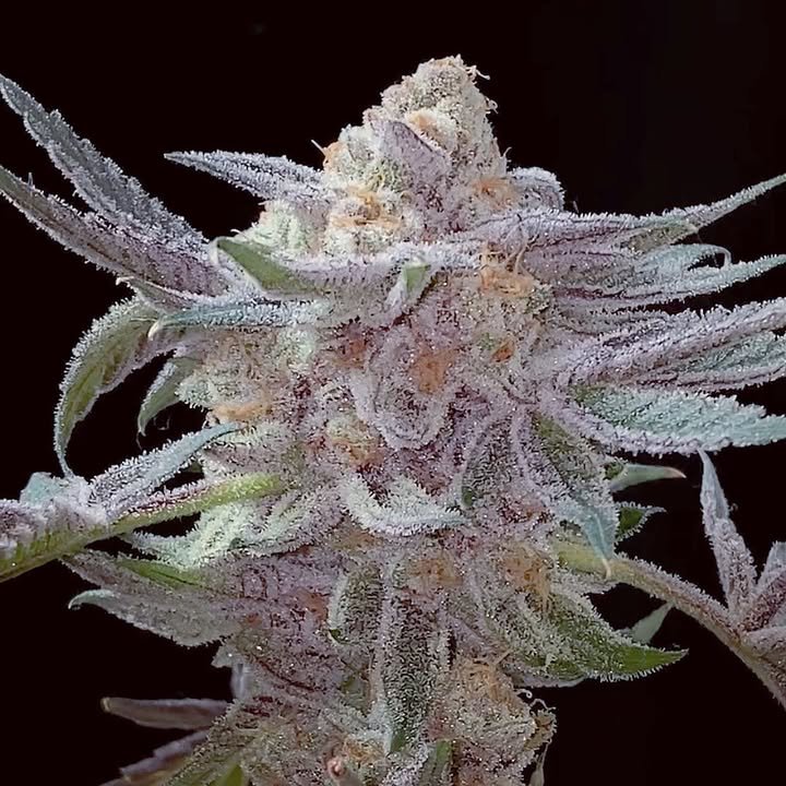SKTreasureSeeds's tweet photo. Attack of the HighMAC! Another killer pheno. Limited drop coming this week. #sunkentreasureseeds https://t.co/DUkMf4vBIF