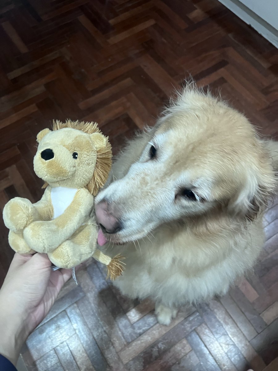 moneymoniedog's tweet photo. พี่สิงโต ตุ๊กตาใหม่มันนี่ https://t.co/2AgjLWe76Q