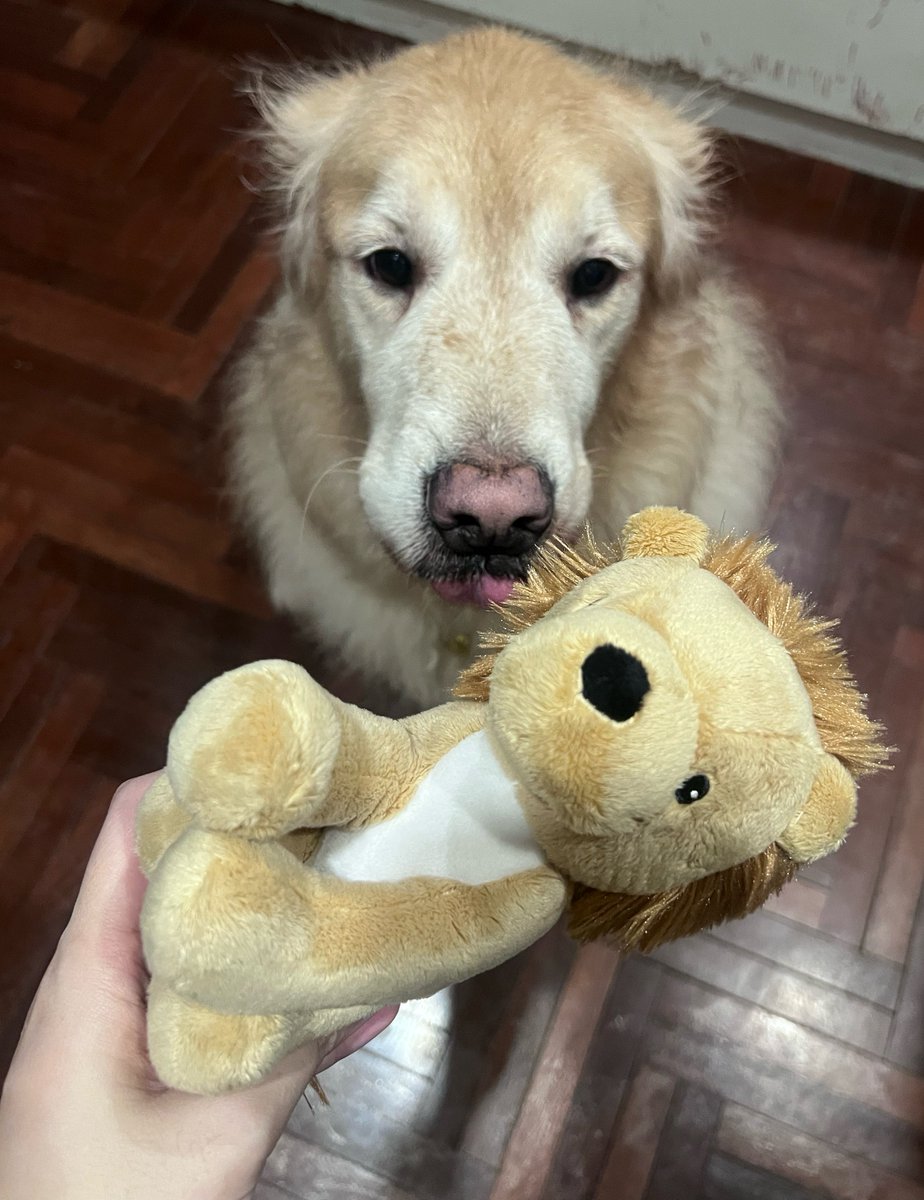 moneymoniedog's tweet photo. พี่สิงโต ตุ๊กตาใหม่มันนี่ https://t.co/2AgjLWe76Q