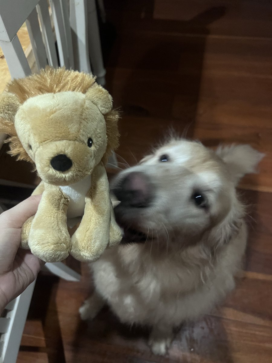 moneymoniedog's tweet photo. พี่สิงโต ตุ๊กตาใหม่มันนี่ https://t.co/2AgjLWe76Q