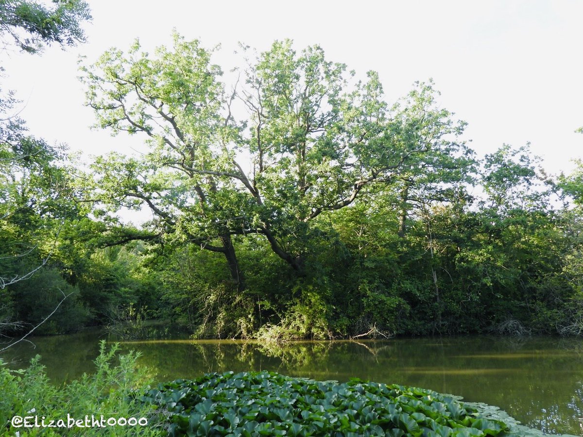 Elizabetht0000's tweet photo. Have a beautiful evening, everyone!
#naturephotography
#lakeview
#sunsetvibes
#peacefulnature
#greenery
#beautifultrees
#waterreflection https://t.co/pO2U90I7cl