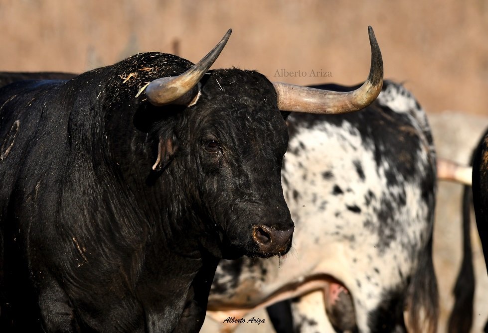 Secreto_Bravura's tweet photo. N°66 "BRAMADOR" Cebada Gago

Toro muy bonito, bajo, de muy buenas hechuras, con la cara colocada y astifino. Un Cebada muy fino y en tipo.

Con 555 kilos, es el toro menos pesado de la corrida, aunque manteniendo mucha seriedad.

@HrosCebadaGago https://t.co/SbMlwoa5lI