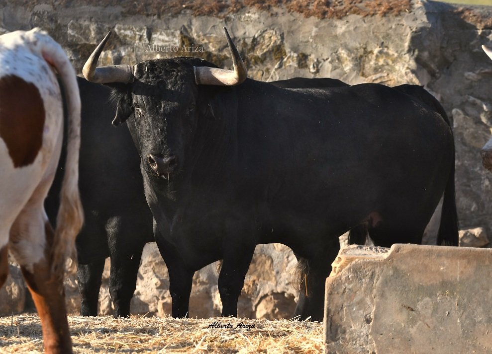 Secreto_Bravura's tweet photo. N°66 "BRAMADOR" Cebada Gago

Toro muy bonito, bajo, de muy buenas hechuras, con la cara colocada y astifino. Un Cebada muy fino y en tipo.

Con 555 kilos, es el toro menos pesado de la corrida, aunque manteniendo mucha seriedad.

@HrosCebadaGago https://t.co/SbMlwoa5lI