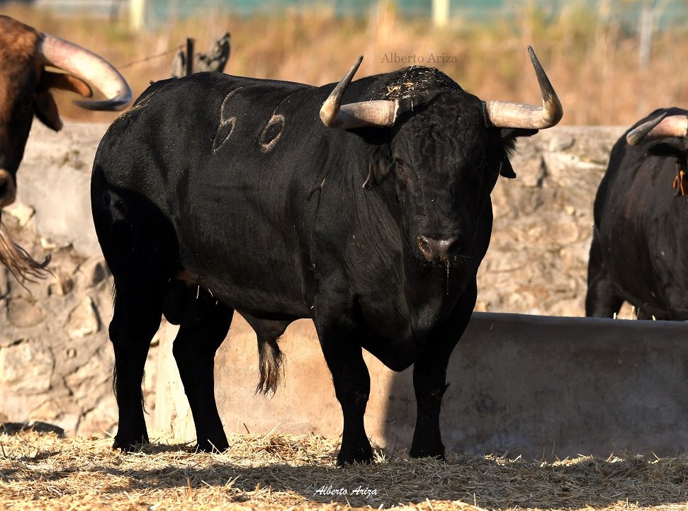 Secreto_Bravura's tweet photo. N°66 "BRAMADOR" Cebada Gago

Toro muy bonito, bajo, de muy buenas hechuras, con la cara colocada y astifino. Un Cebada muy fino y en tipo.

Con 555 kilos, es el toro menos pesado de la corrida, aunque manteniendo mucha seriedad.

@HrosCebadaGago https://t.co/SbMlwoa5lI