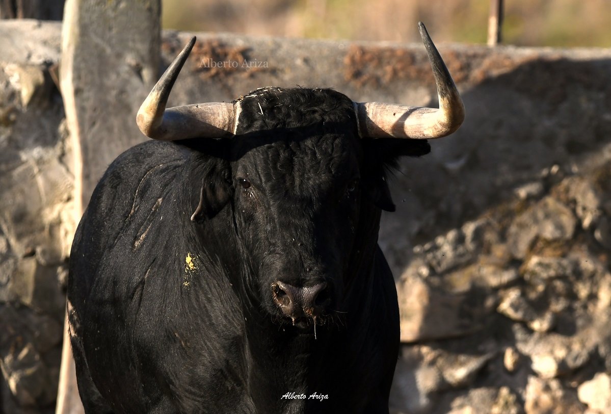Secreto_Bravura's tweet photo. N°66 "BRAMADOR" Cebada Gago

Toro muy bonito, bajo, de muy buenas hechuras, con la cara colocada y astifino. Un Cebada muy fino y en tipo.

Con 555 kilos, es el toro menos pesado de la corrida, aunque manteniendo mucha seriedad.

@HrosCebadaGago https://t.co/SbMlwoa5lI