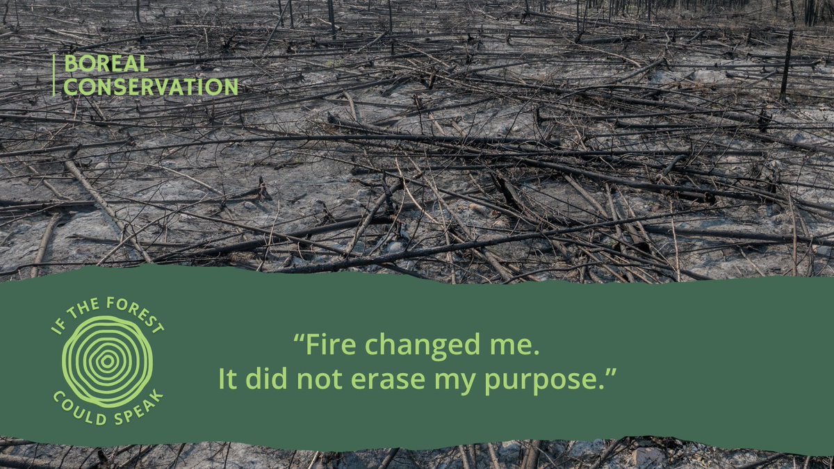 Borealconserve's tweet photo. Even after fire, a tree’s work in the Boreal Forest is not finished.

Standing dead trees provide food and shelter for wildlife. When they fall, they hold moisture, support new growth and slowly return nutrients to the soil.

What looks like an ending can be a new beginning. https://t.co/9wnUqMRWKu