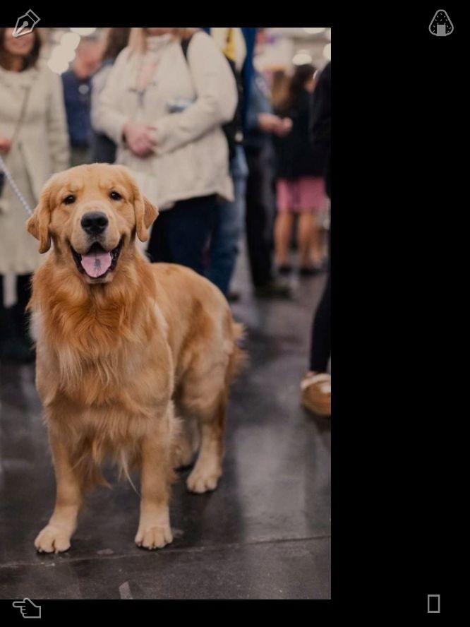 olivercon1's tweet photo. 多汁的盛夏黑莓层次丰富、甜美饱满且色泽光亮。夏季的自然生长孕育出纯正浓郁的季节风味。⌚烘焙巧克力饼干，巧克力香气扑鼻，美味无比！ https://t.co/oINo8so4b3