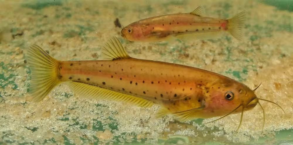 terradagente's tweet photo. DNA na água revela peixe raro da Mata Atlântica e ajuda a encontrar nova população. Acesse: https://t.co/2Wn1StVUte #terradagente #peixe #estudo #animais #natureza https://t.co/IFe8J3UXxv
