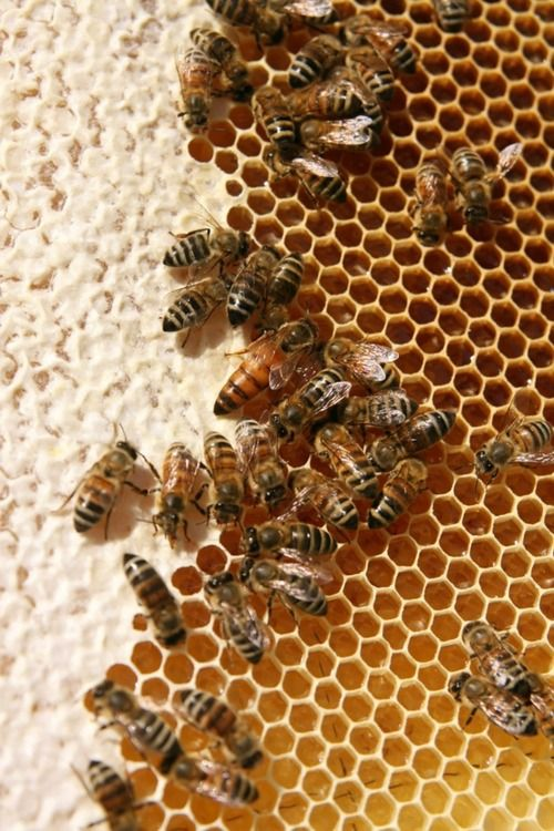 forallcurious's tweet photo. 🚨: Bees are on the endangered list ... if bees disappear, so will most of what we eat.

They don't just make honey, they sustain life on this planet! https://t.co/OoRD43R0lN