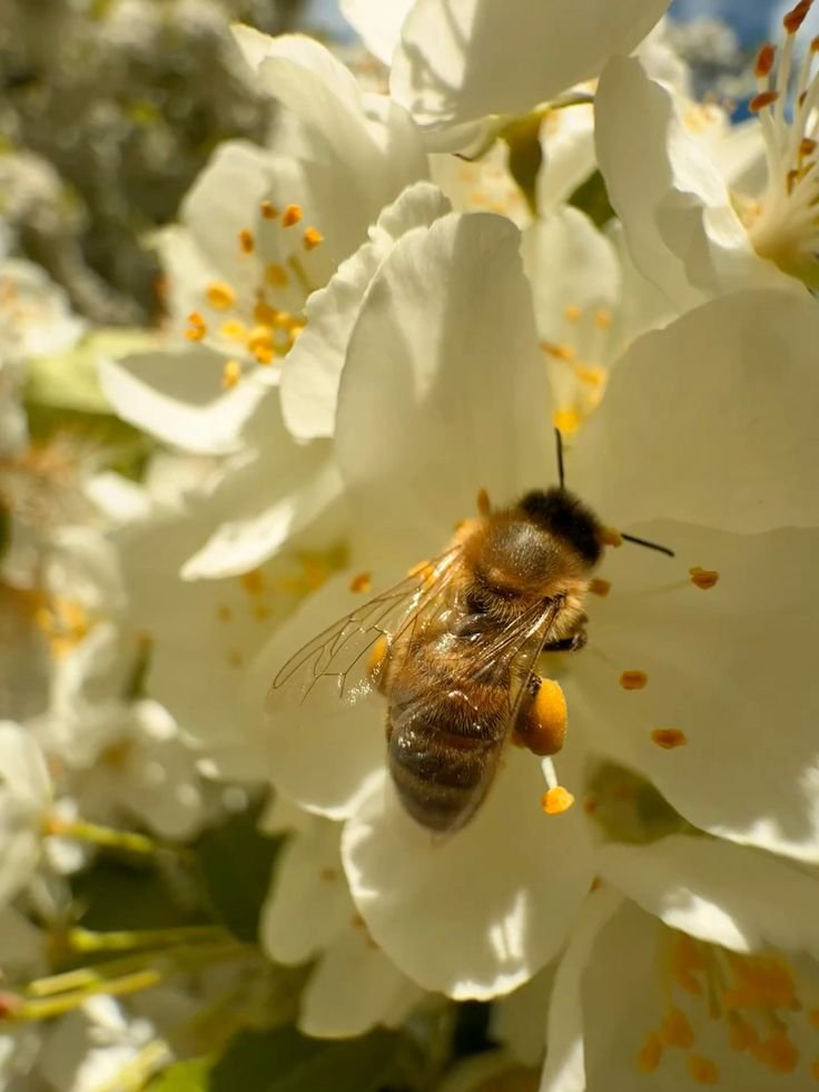 forallcurious's tweet photo. 🚨: Bees are on the endangered list ... if bees disappear, so will most of what we eat.

They don't just make honey, they sustain life on this planet! https://t.co/OoRD43R0lN